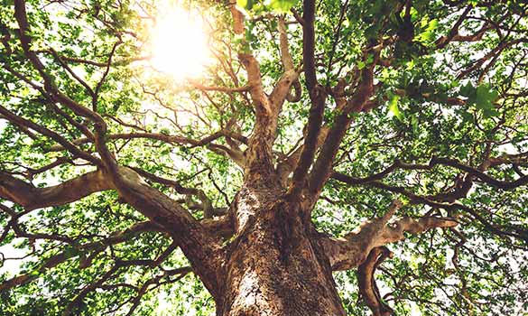 Tree Service in West Chicago, IL